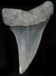 Fossil Mako Tooth - Calvert Cliffs, Maryland #26733-1